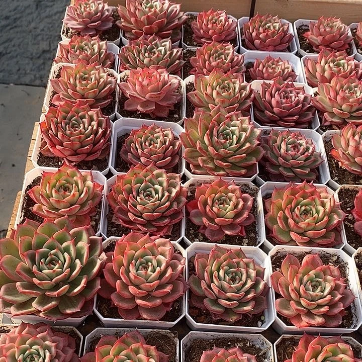 91星巴克锦 福利多多