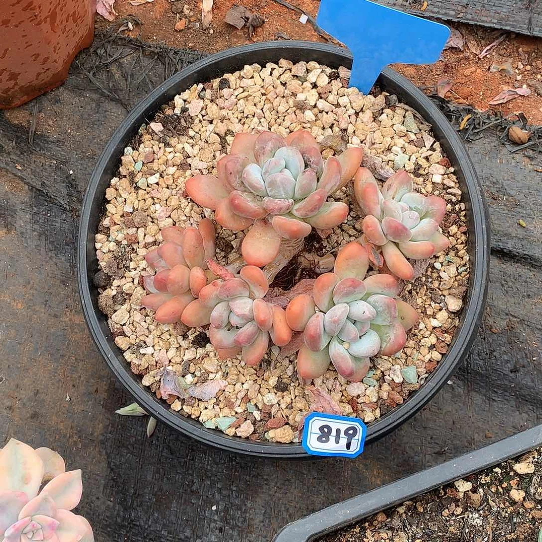 819香水 一物一拍多肉