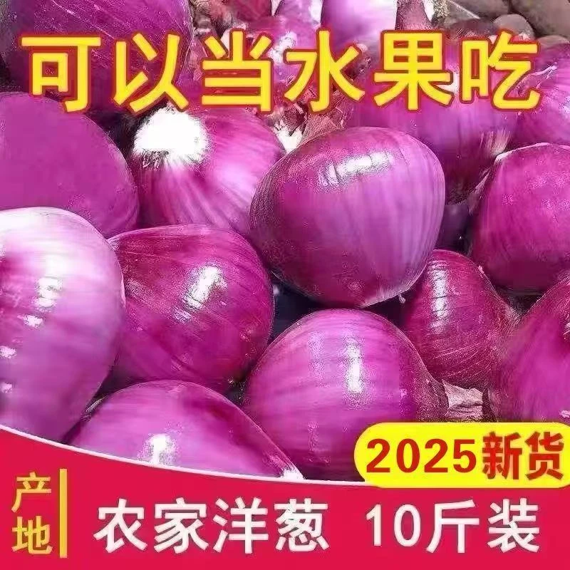 【新鲜现挖】当季紫皮红水果洋葱深紫色生吃水果洋葱圆葱蔬菜批发