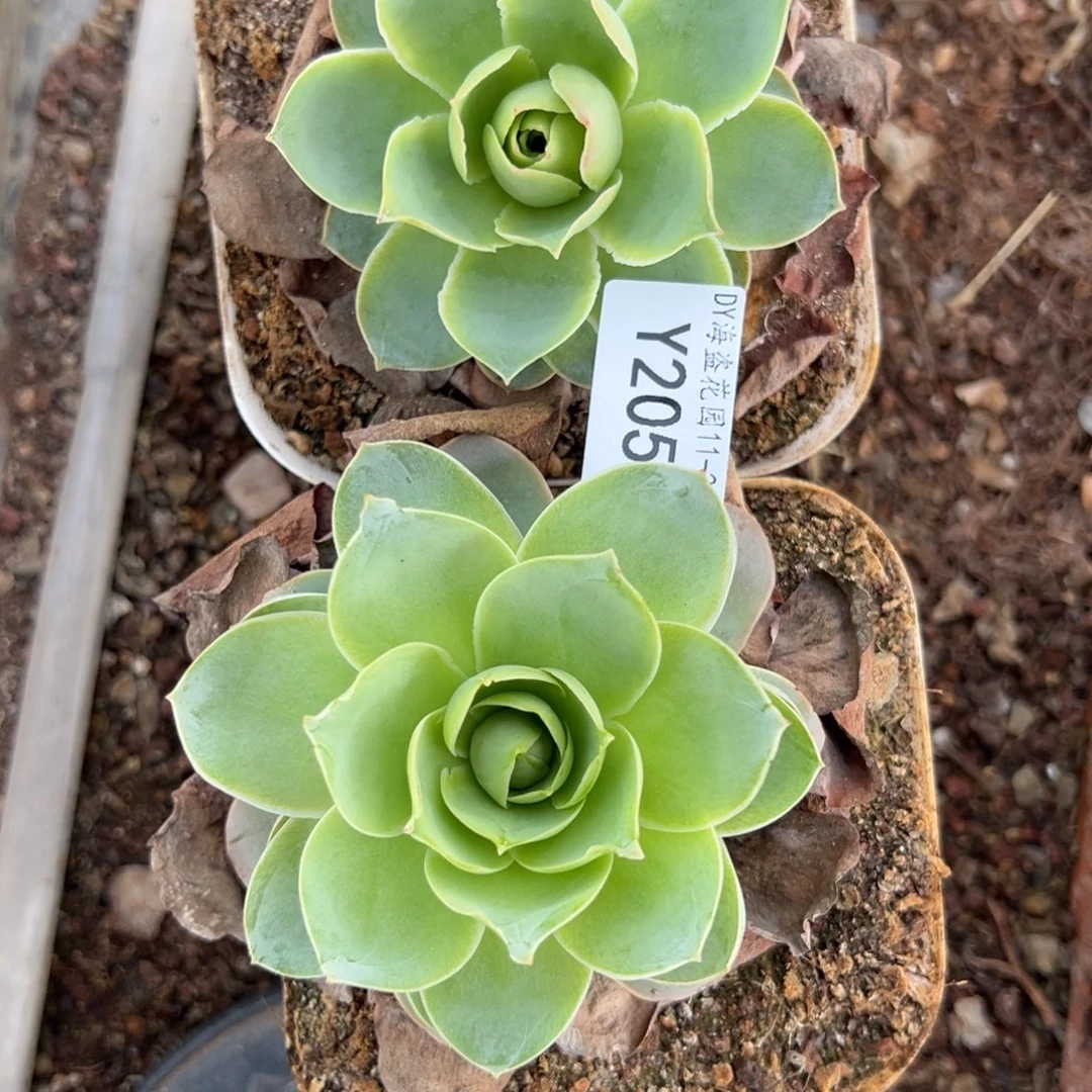 杨205 黄金帕尔马2颗