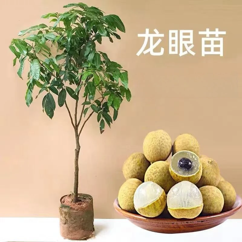 正宗四季龙眼改良苗