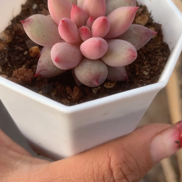 虞美人特价。（满9.99包邮不满9.99发空盆）