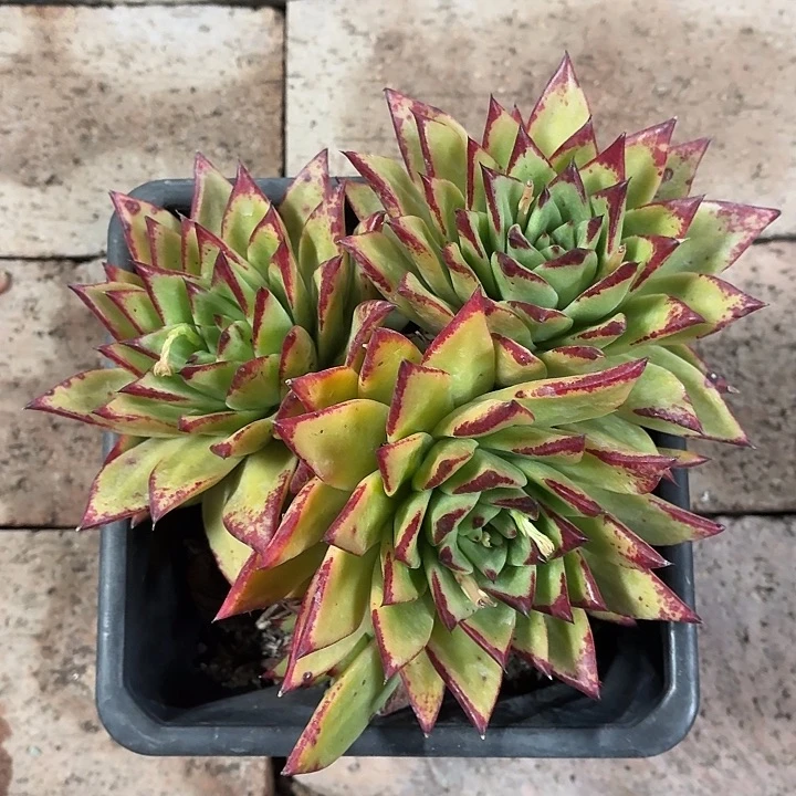 口红大群20冠幅新疆包邮