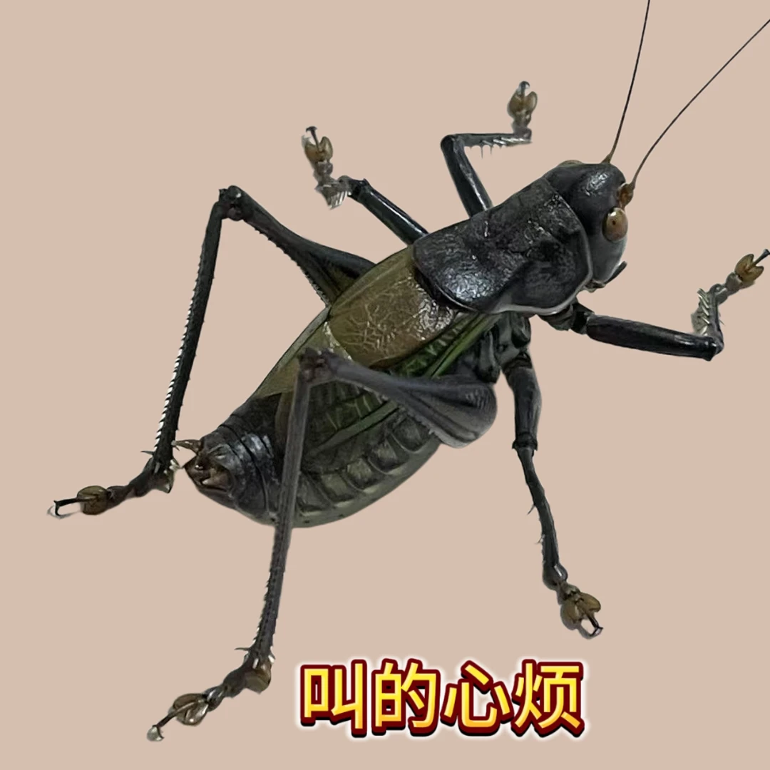 早夏养殖蝈蝈活虫宠物鸣叫鸣虫可家养宠物铁皮
