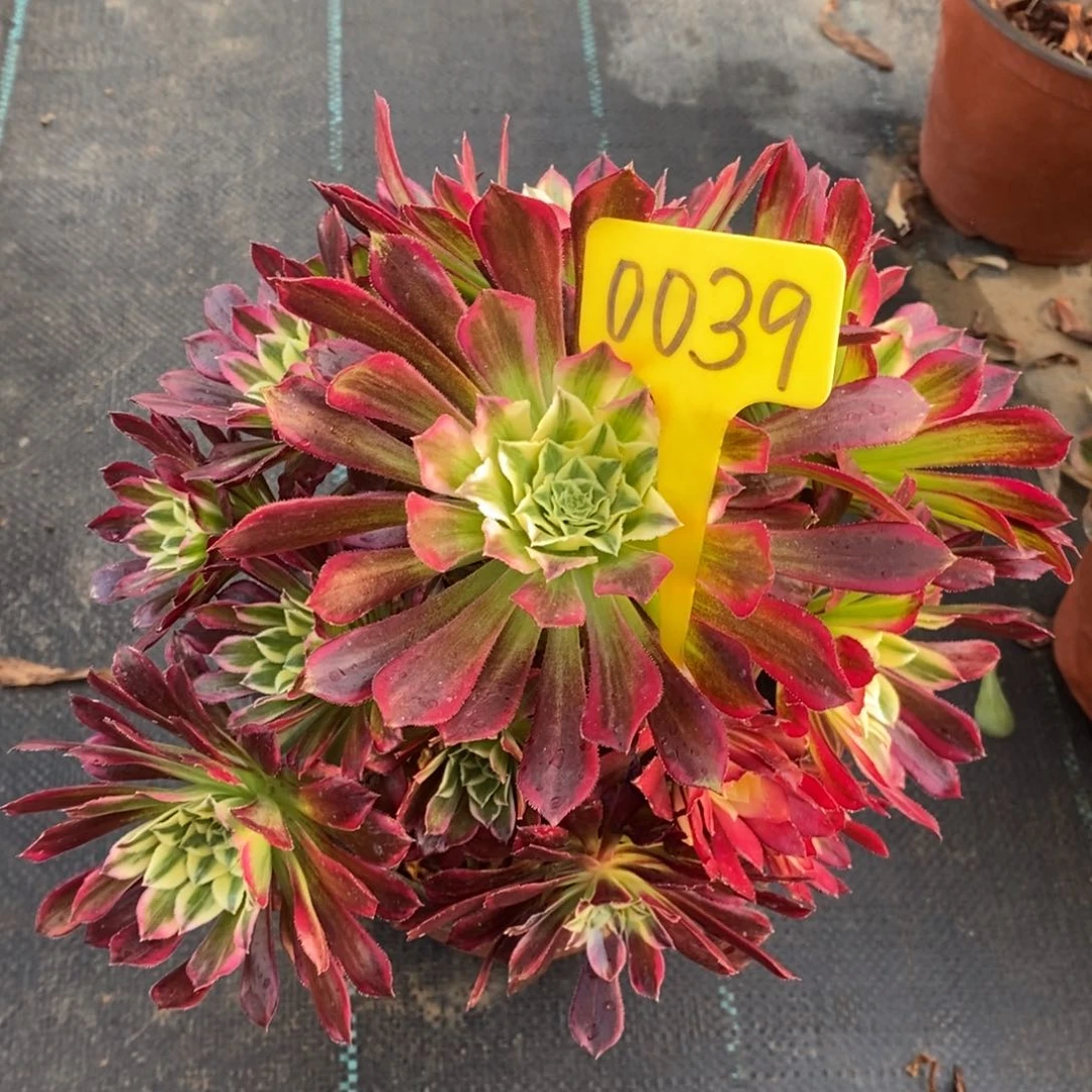 0039天河一物一拍多肉