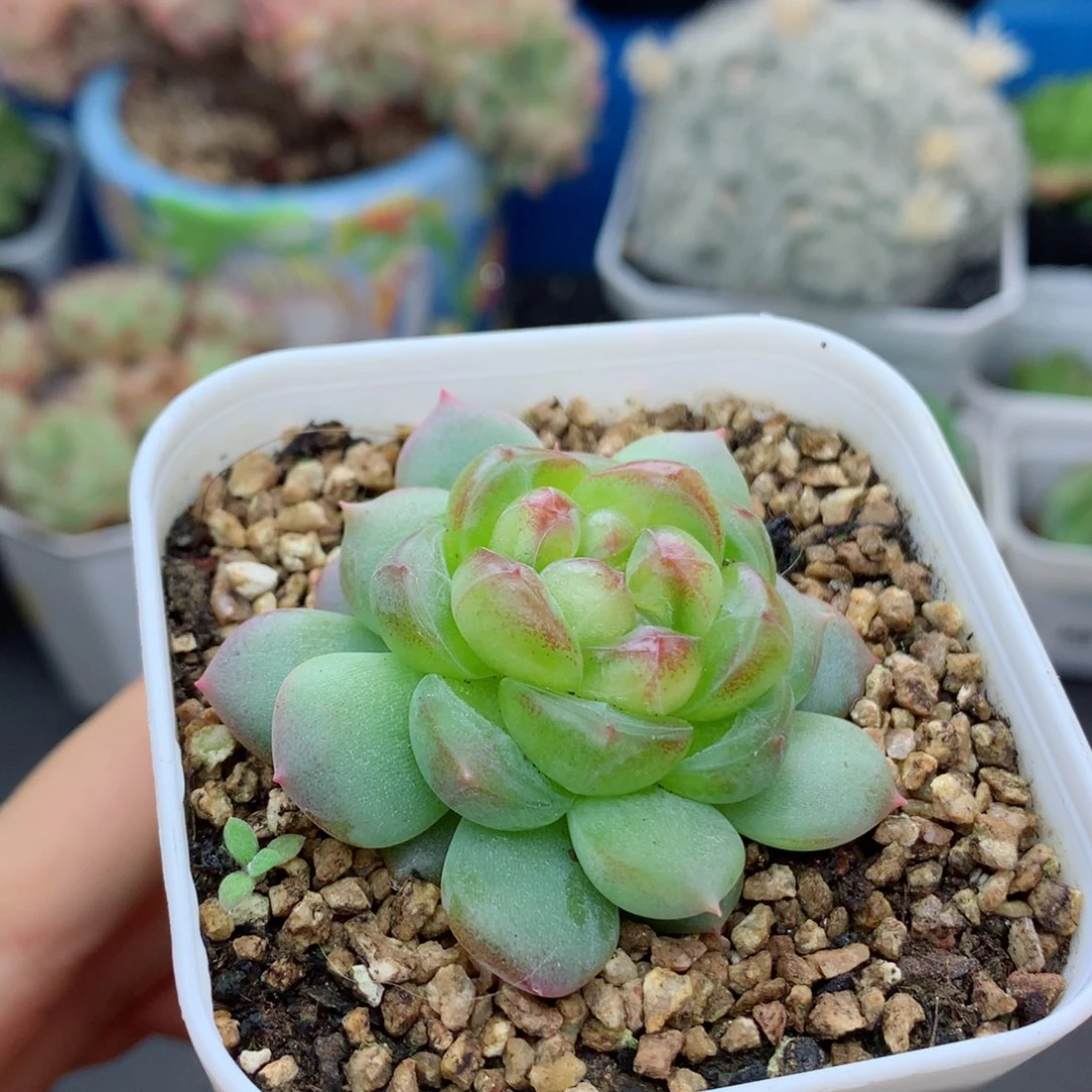 58包邮  群生不包整43