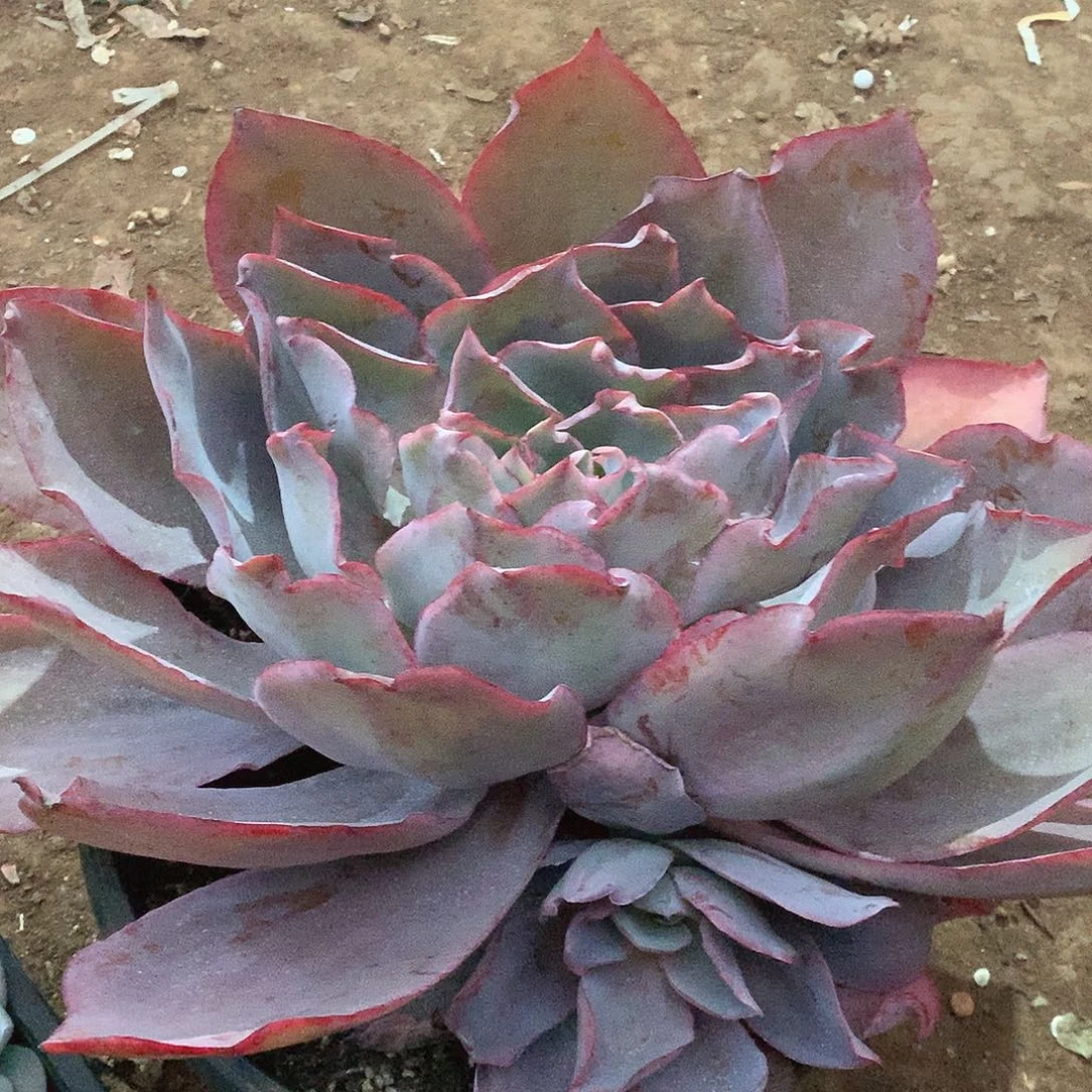 99晚霞一物一拍多肉