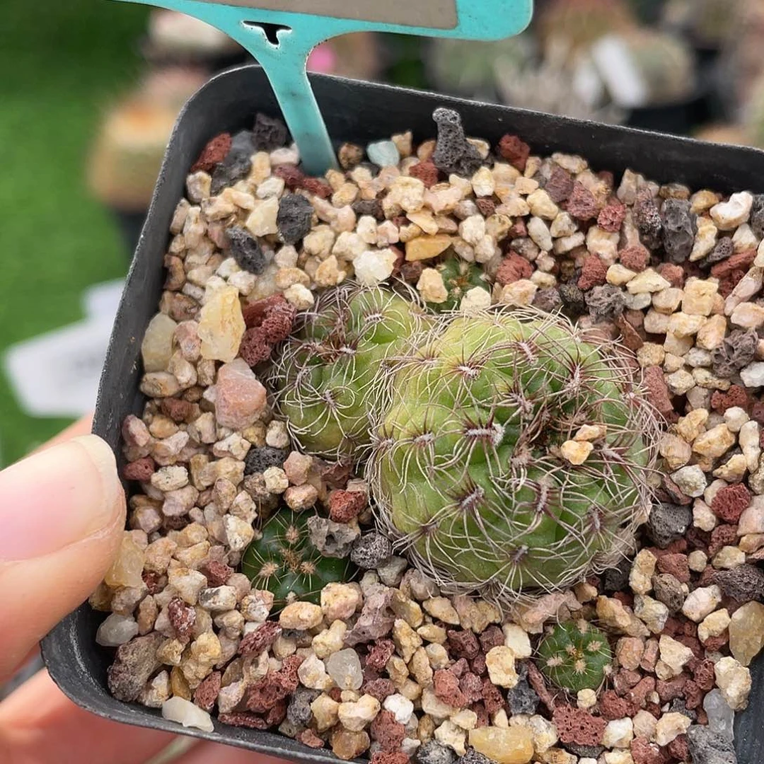 6224 裸萼实生清货满 39 包邮，非偏远地区