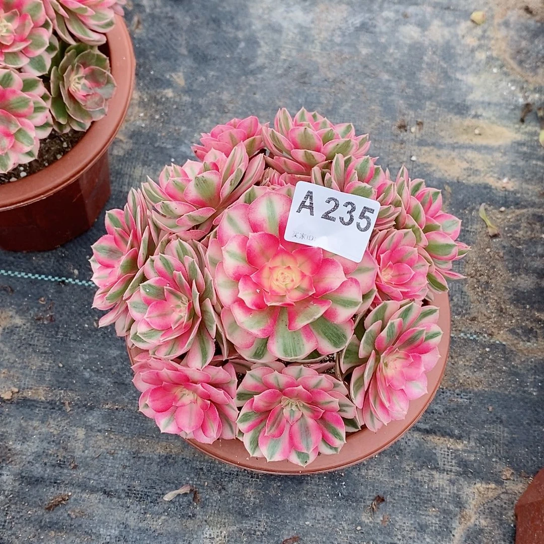 倾城235多肉1111小棵