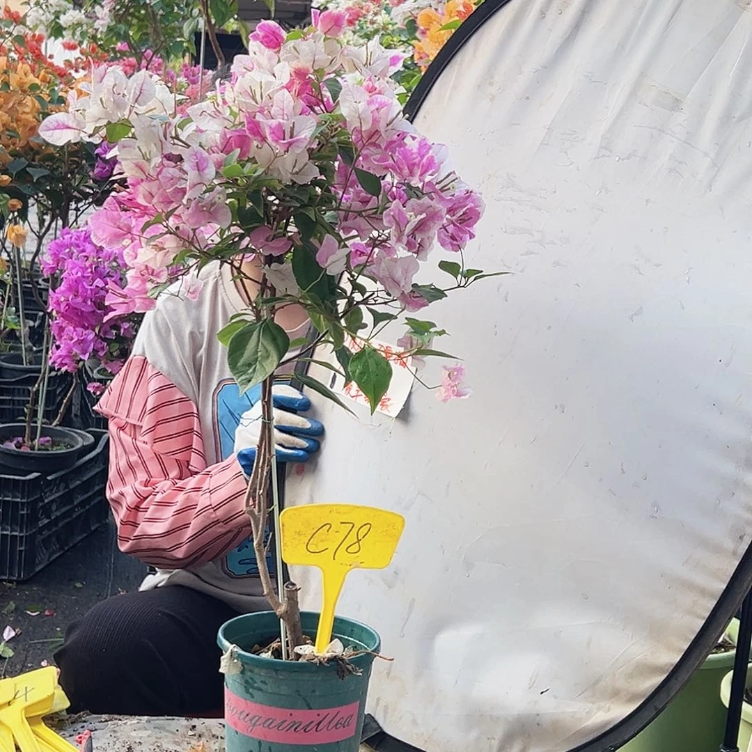 孫***張大部分花苞少量开放C78漳红樱