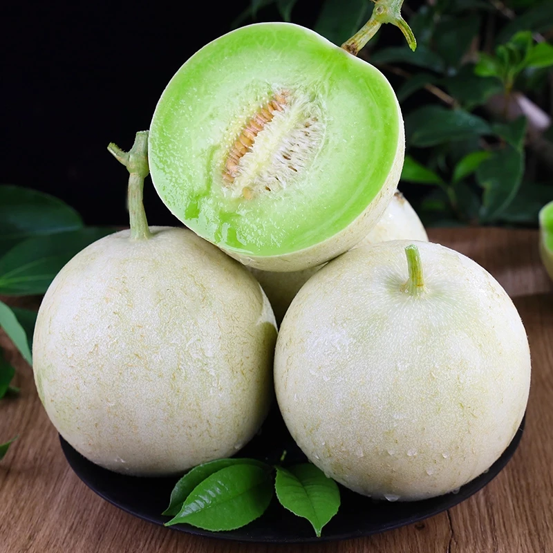 山东头茬冰淇淋玉菇甜瓜新鲜水果产地直发香甜蜜瓜现摘现发送挖勺