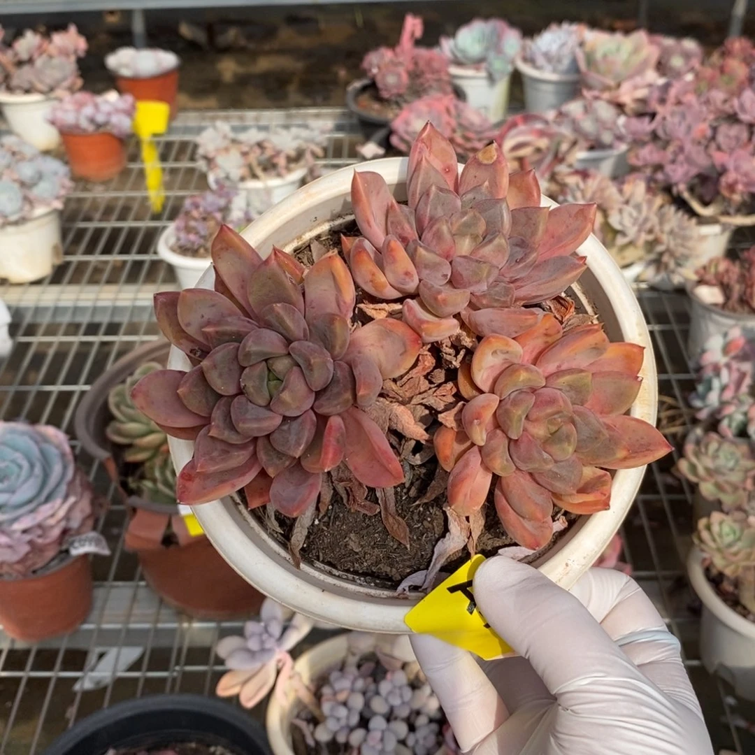 407象牙老桩一物一拍