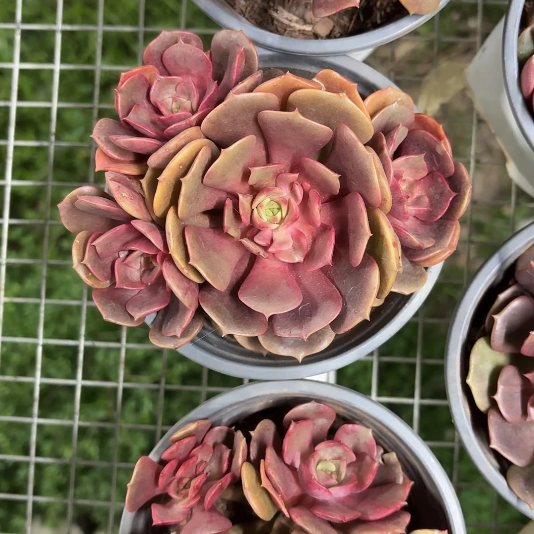 大红袍多肉植物12㎝盆