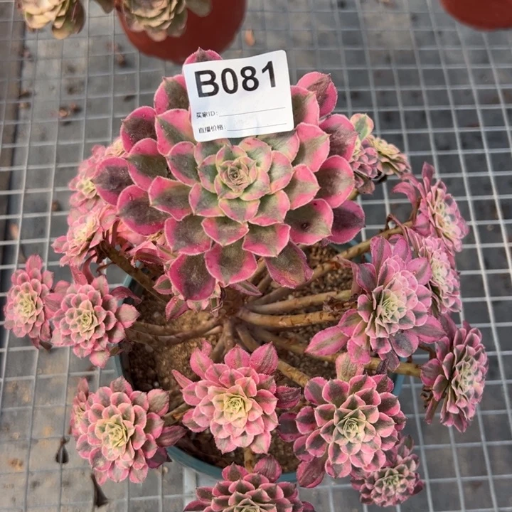 081红铜超白25厘米左右