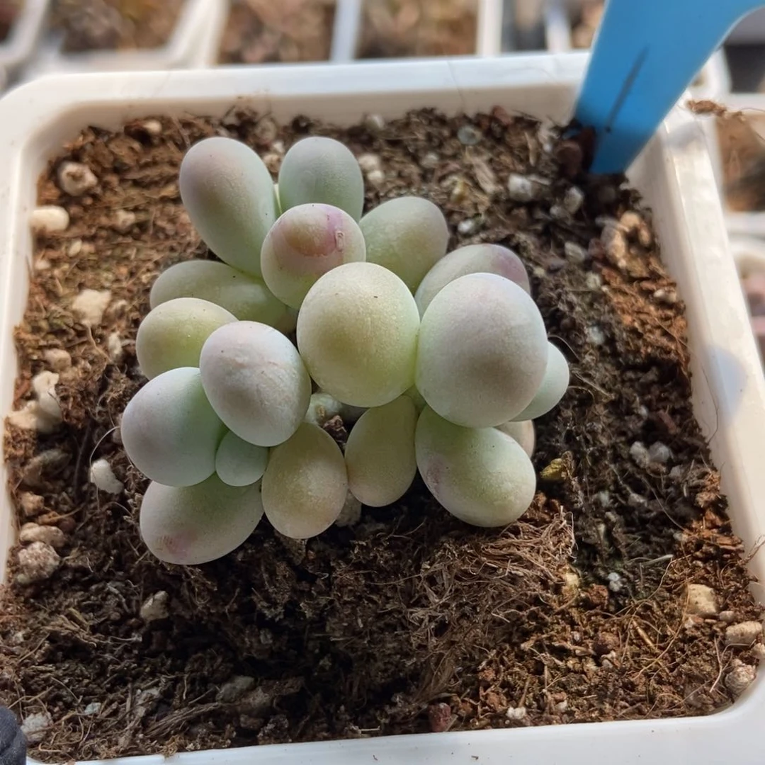 520彩虹奶多肉植物保护