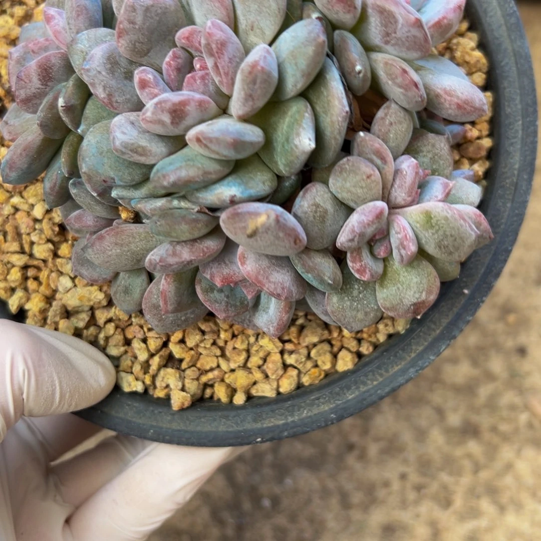 新年快乐 新年快乐 新年快乐