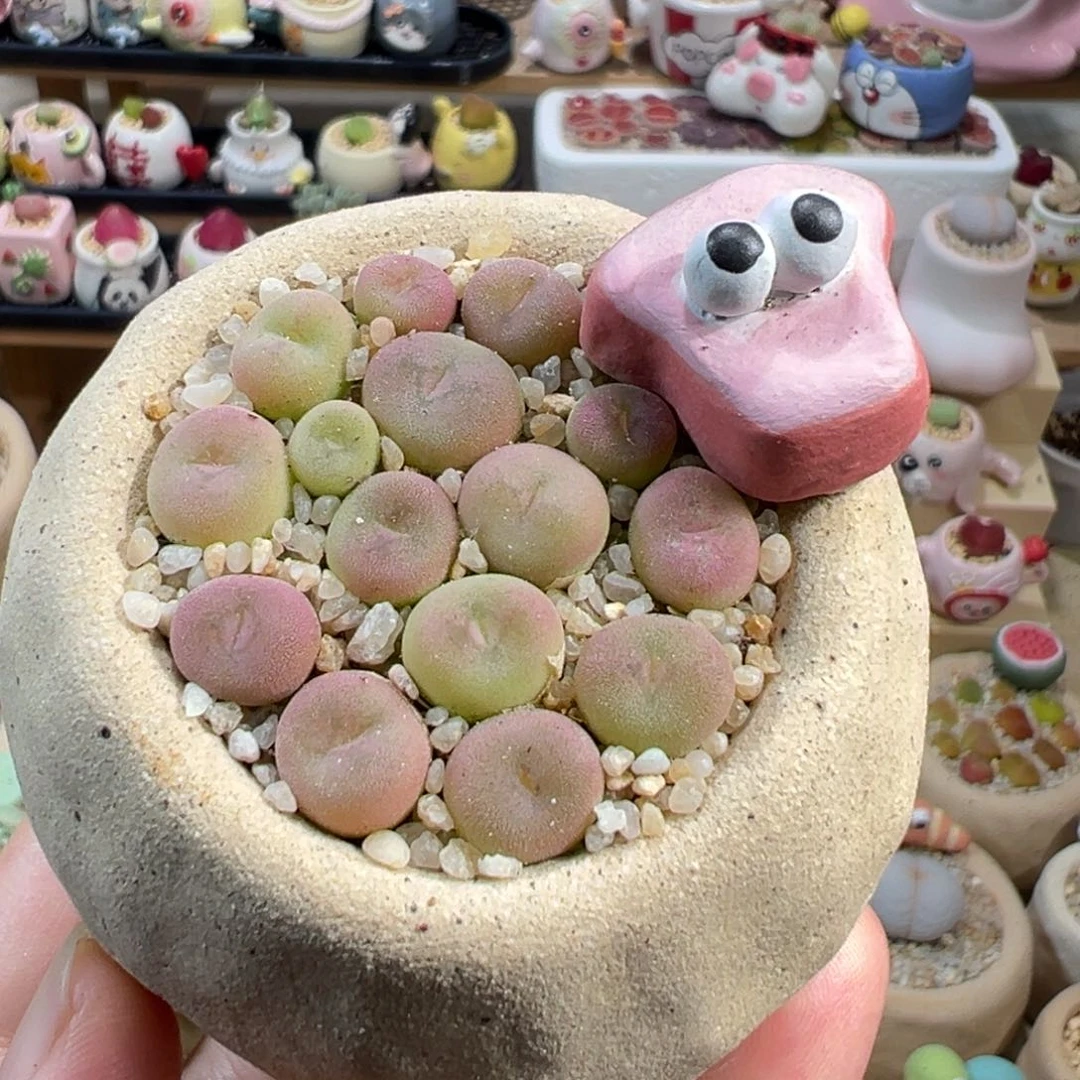 多肉植物12号空卡佛