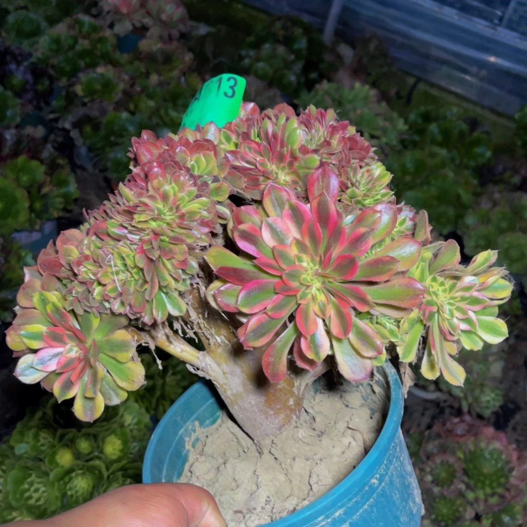 红秀法师缀化1-30