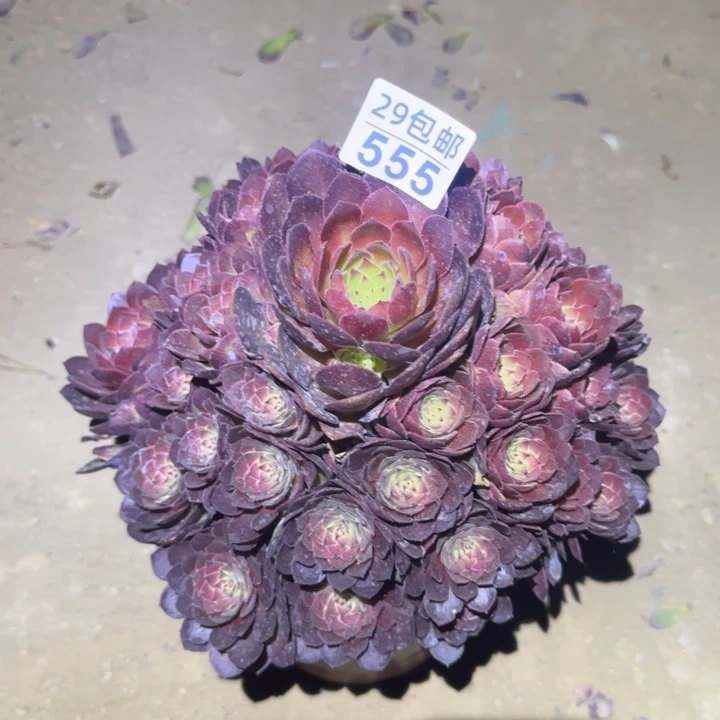 红魔……多肉植物的