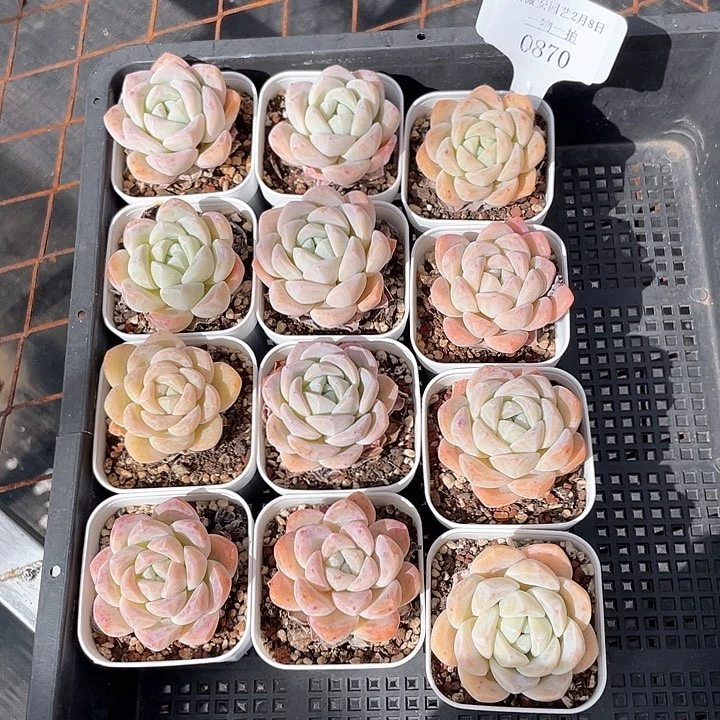 薇薇安园艺多肉0870