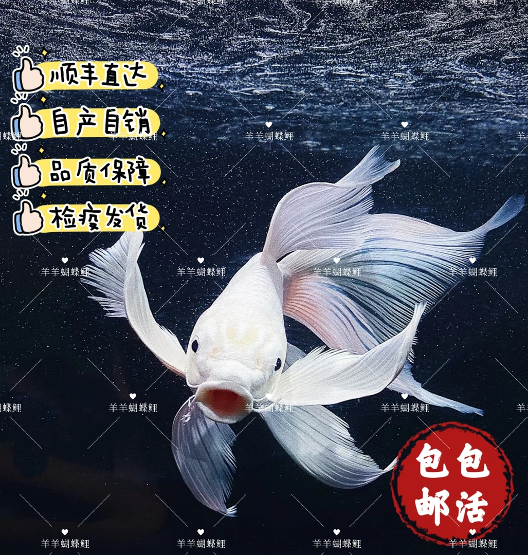 11-14尺寸狮子头蝴蝶鲤纯种台系观赏鱼精品赛级精品白色球短好活
