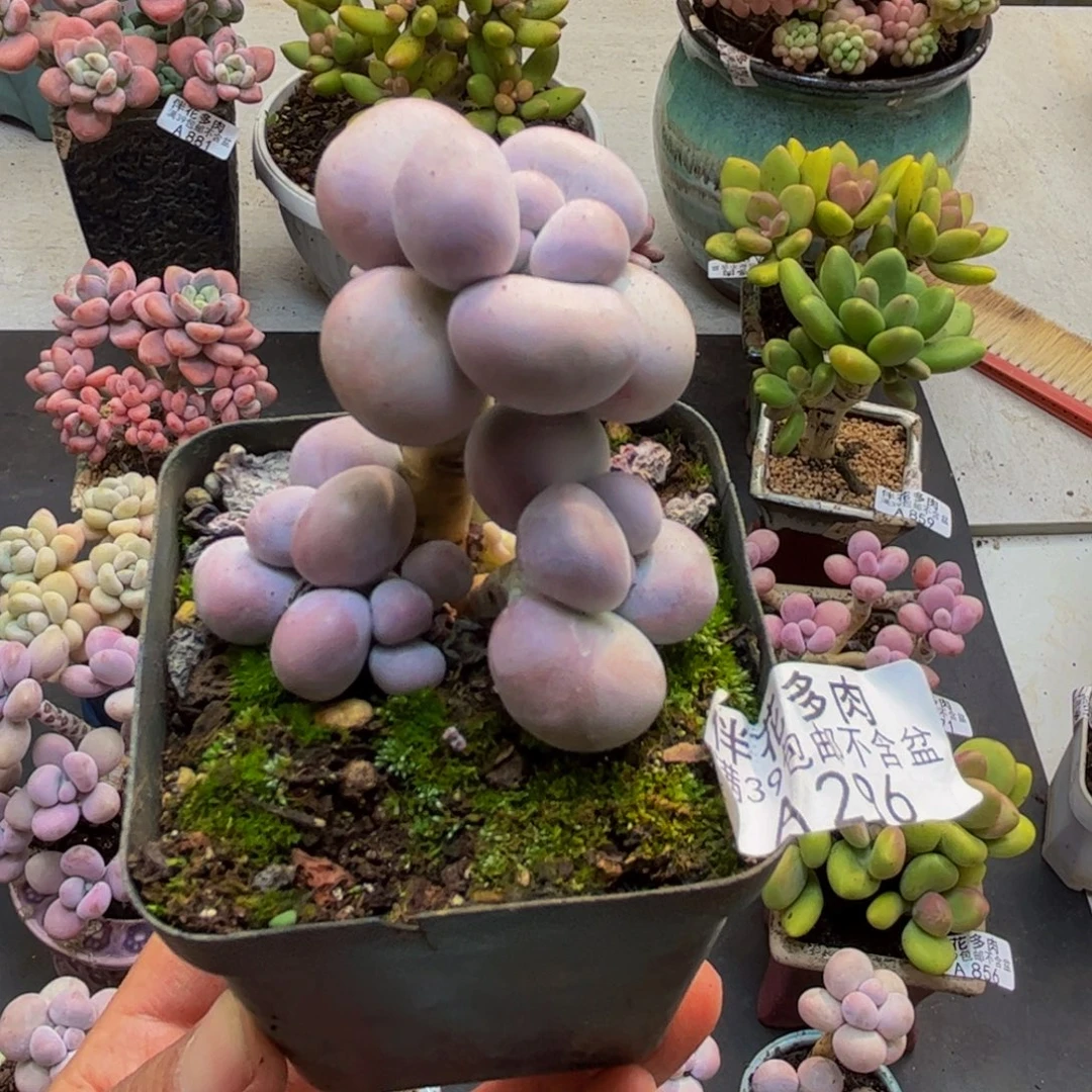 296芭比奶酪5cm多肉