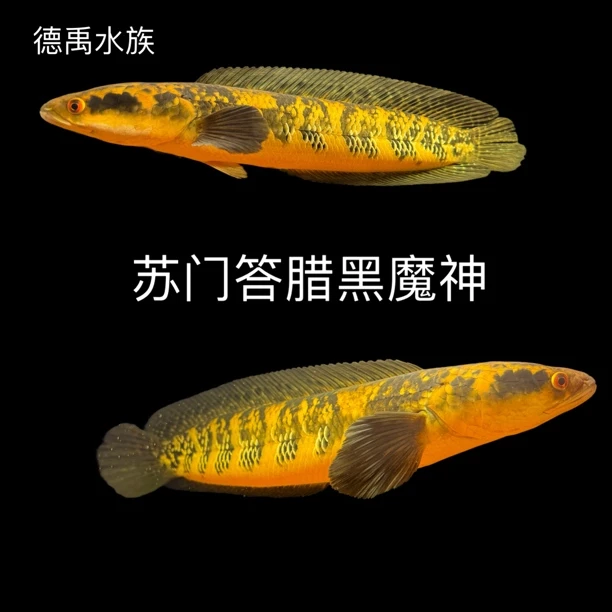 苏门答腊廖内流域黑魔神雷龙鱼活体观赏鱼