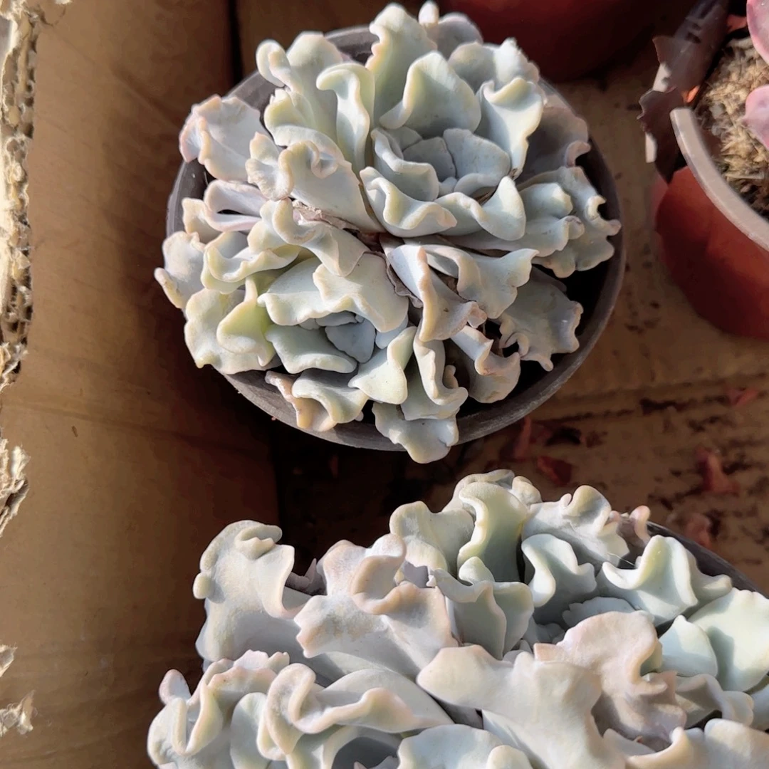 无花朵120白饺子群