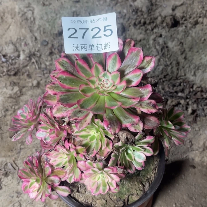 2725红铜的的的人的