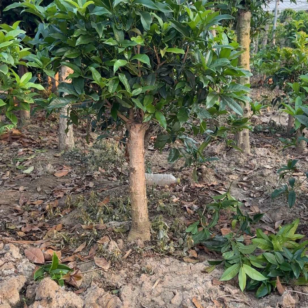 无花朵F****4桂花。八月桂系列