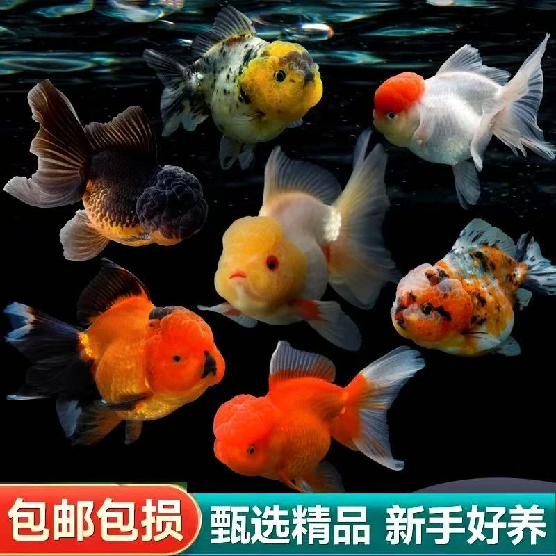 【精品大鱼】适合新手冷水观赏金鱼丹顶红狮龙睛淡水7条8-10cm包邮