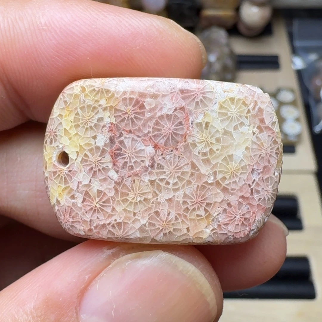硅化珊瑚（珊瑚玉）未镶嵌纯天然色有机玉石保真色