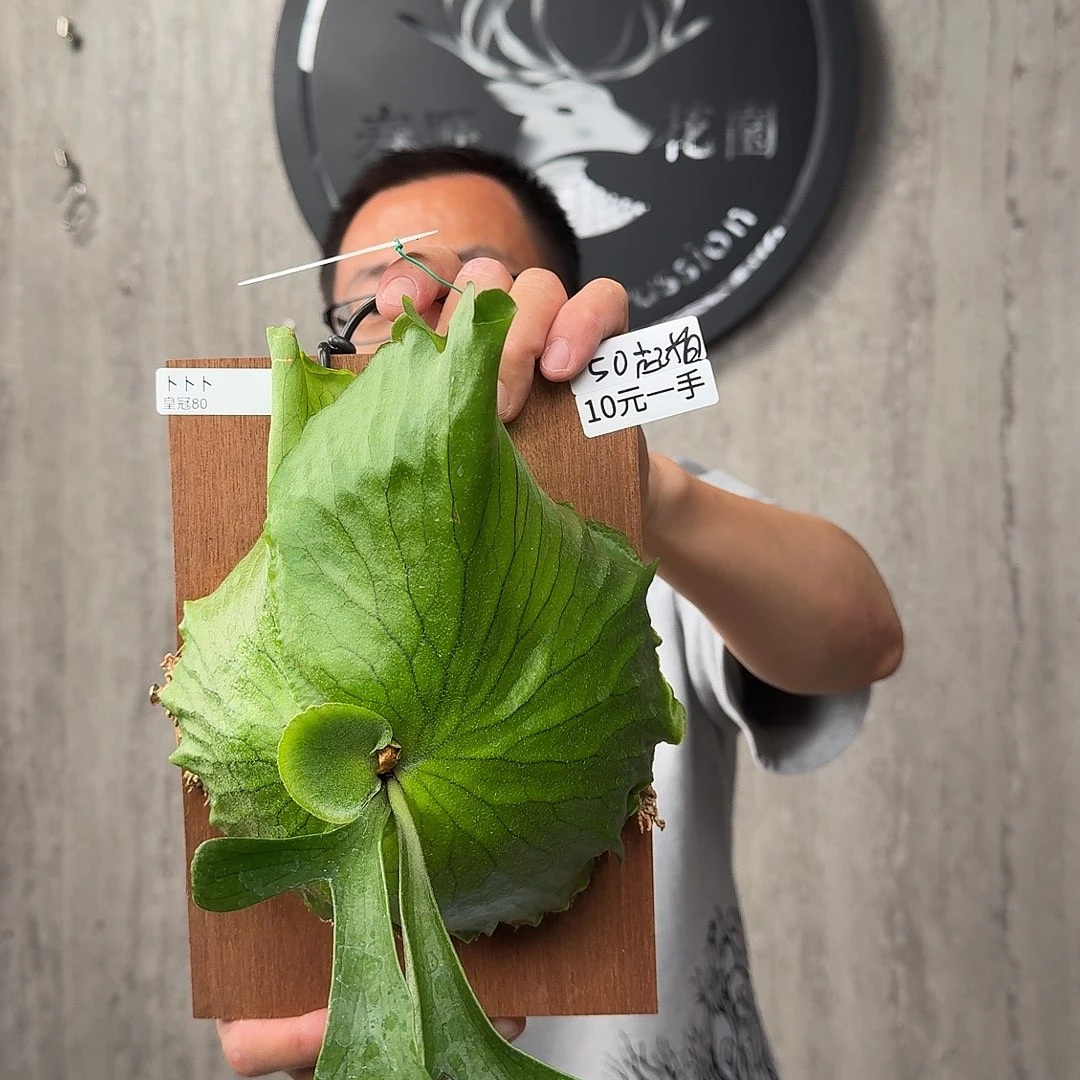 无花朵绿植绿植绿植绿植