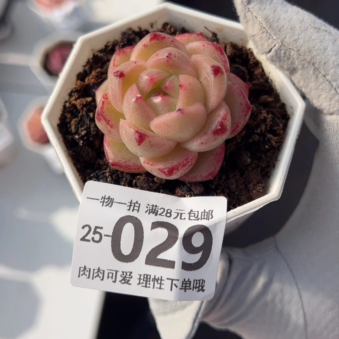m100多肉多肉多肉多