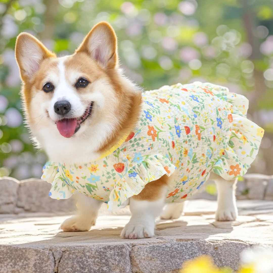 夏季宠物狗狗衣服薄款防晒衣防掉毛裙子中小型犬柯基柴犬2025新款