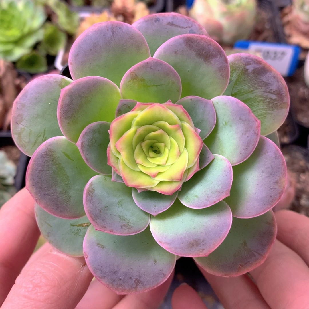 一物一拍天使之翼018