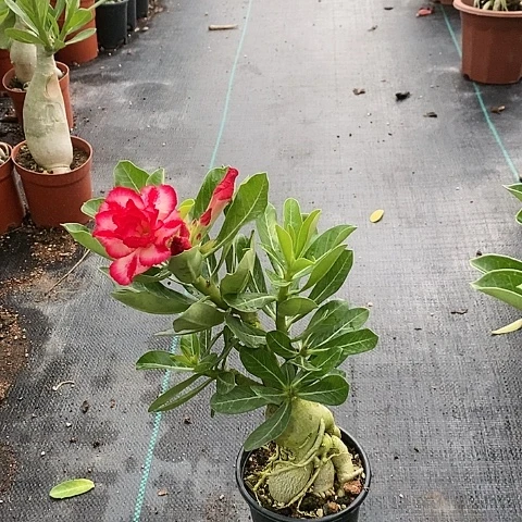 【闪购商品】无花朵兔****卜