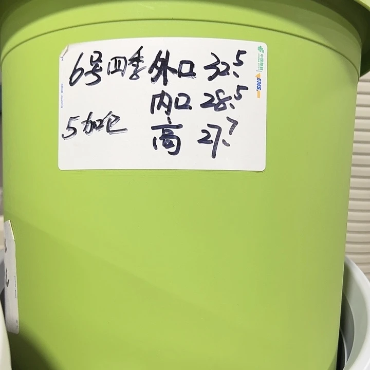 特价6号四季口32.5高27.7果绿五只带托