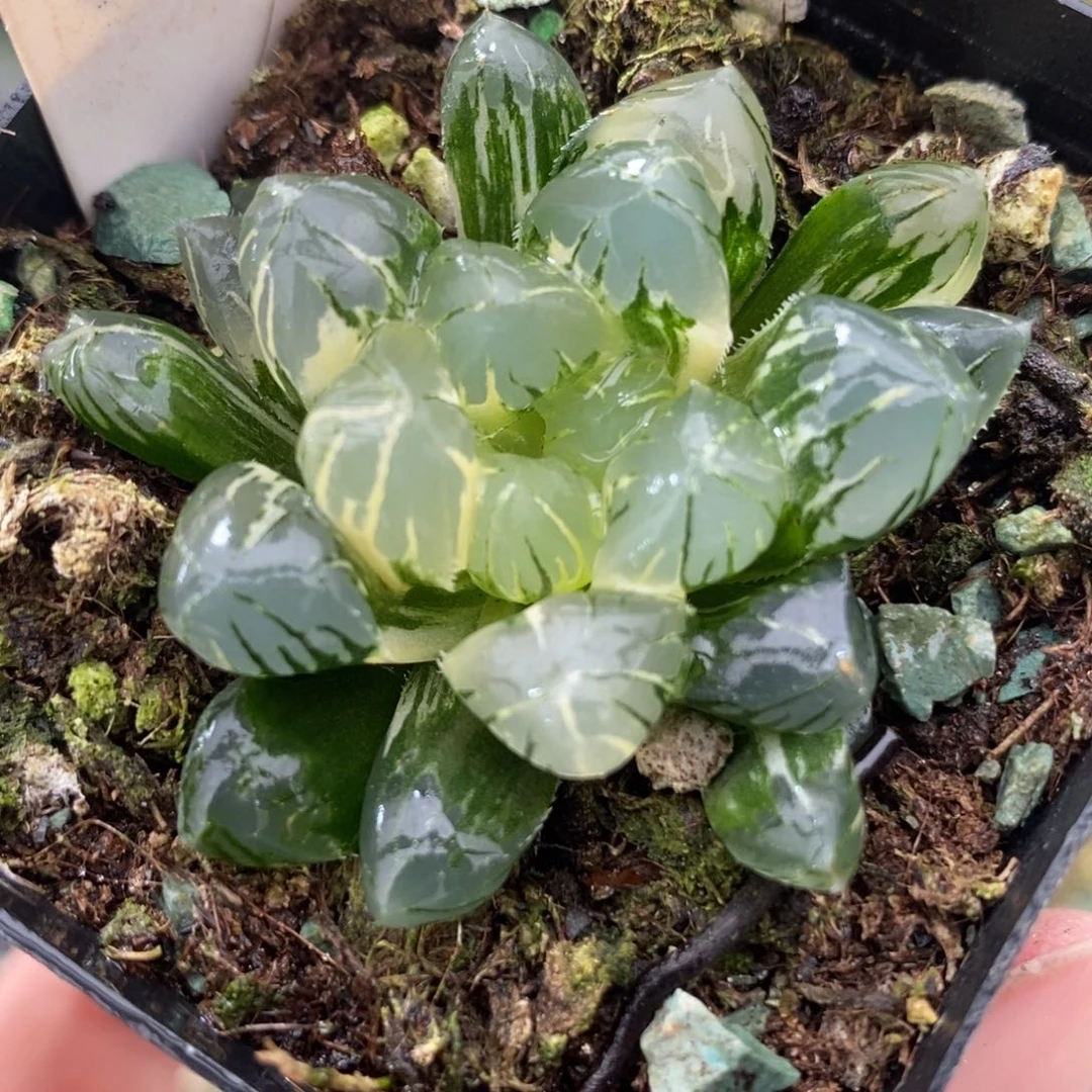 66地泉玉露锦一物一拍