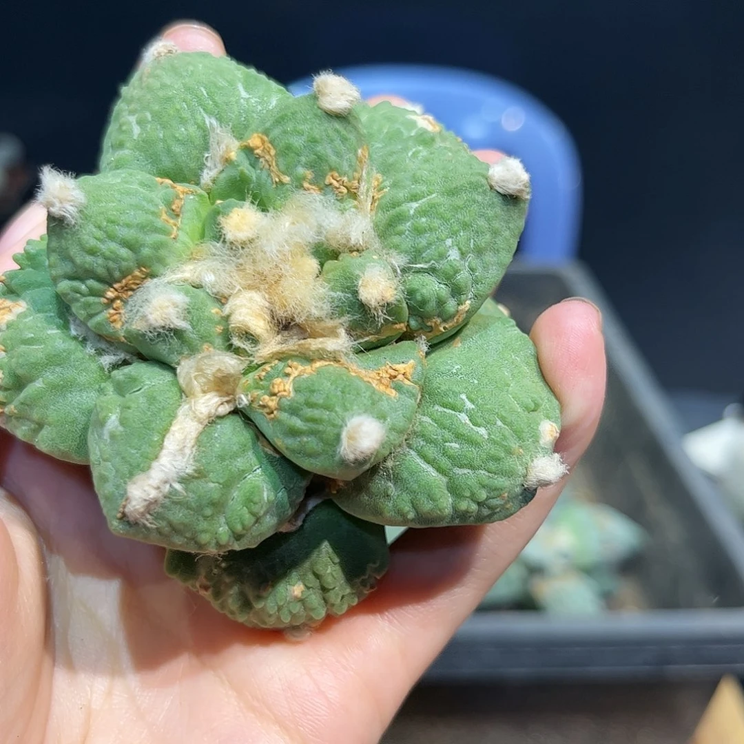 8cm自根战损怒涛牡丹