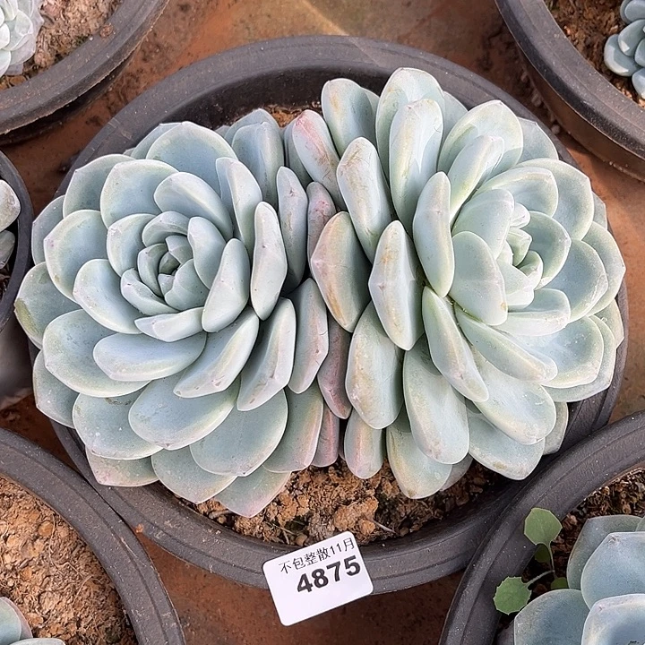 阿雅园艺。     4875