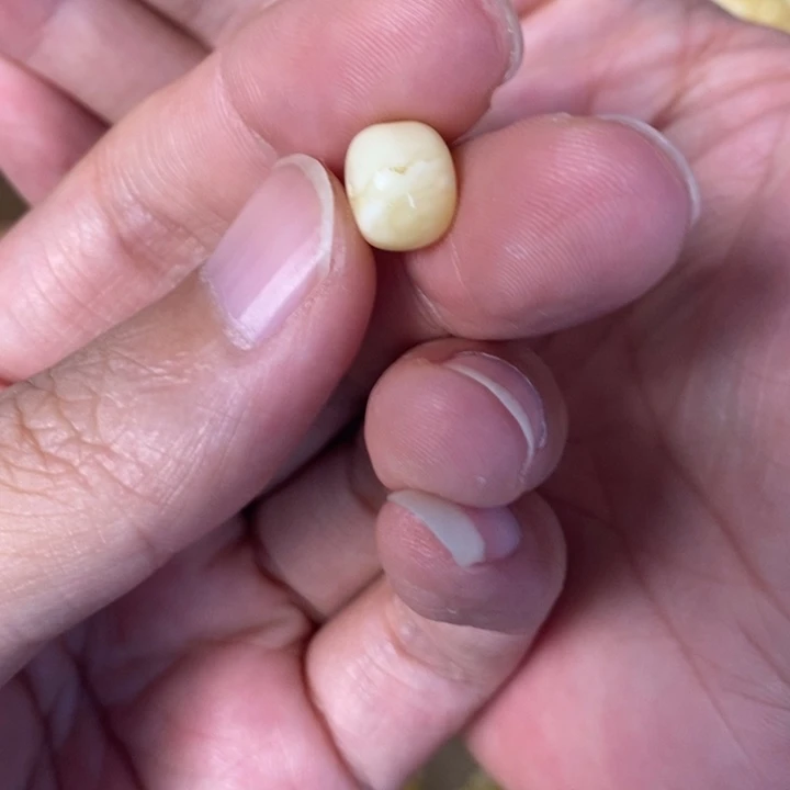 未镶嵌琥珀裸石蜜蜡墩子单颗