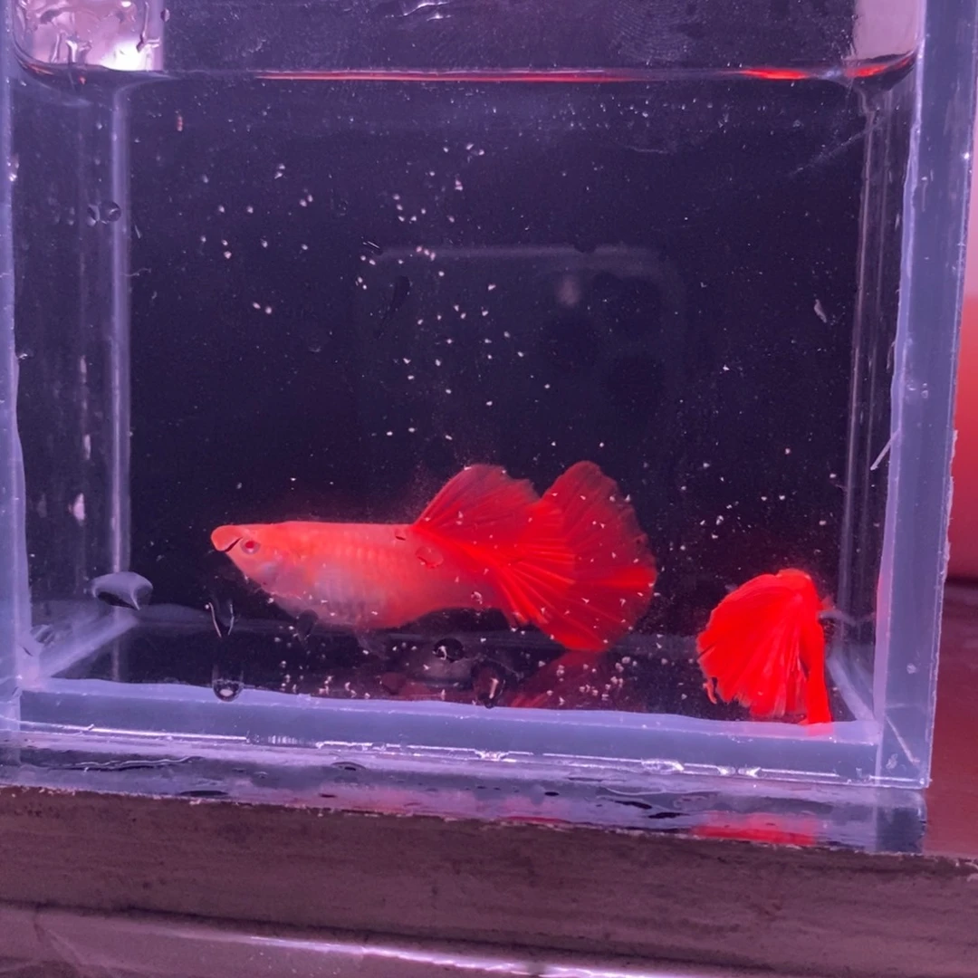 孔雀鱼美系 血红一对