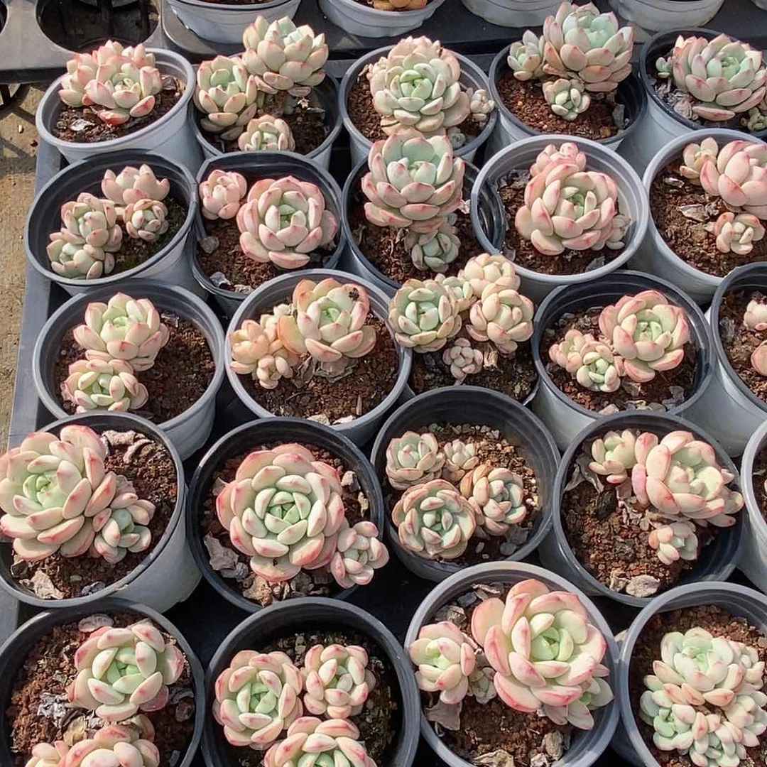 金汇园艺，团粉香草小群