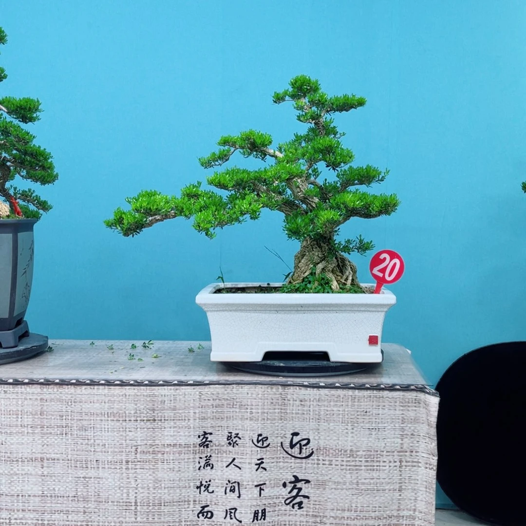 以实际为准雀舌精品黄杨