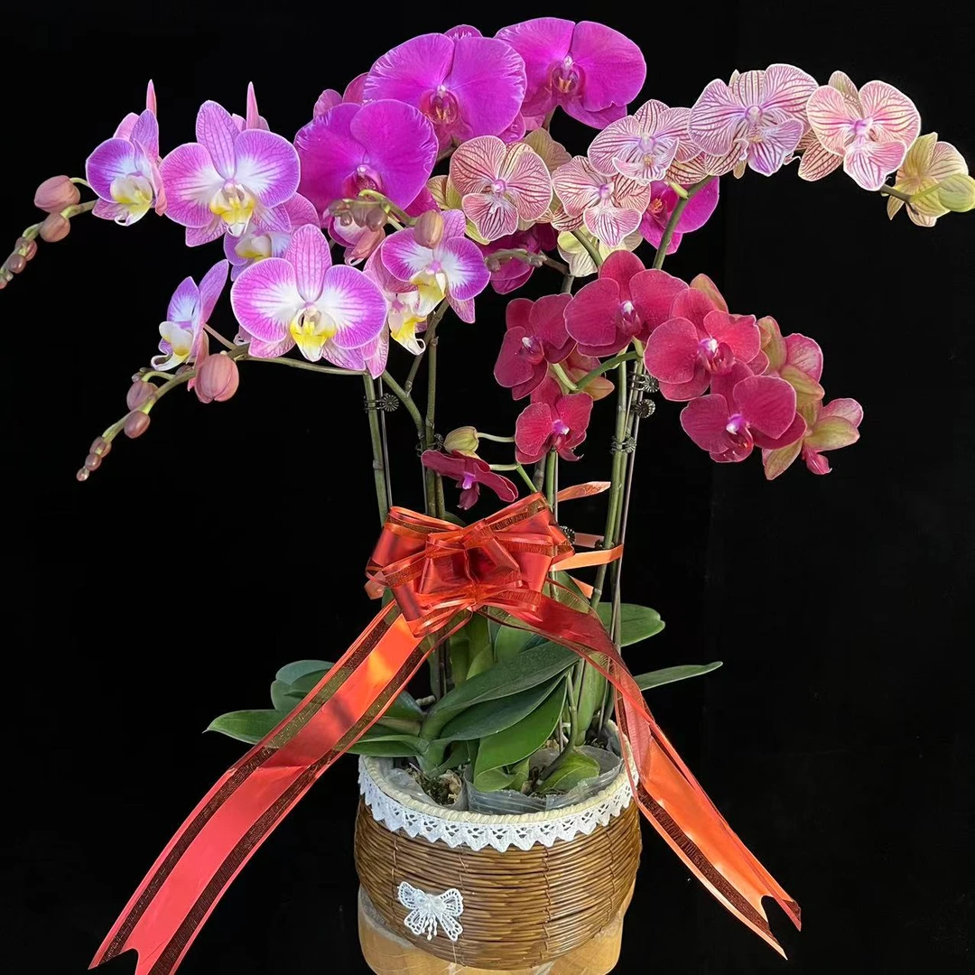 多彩优选（金玉满堂）欧品蝴蝶兰鲜花艺术组盆室内送礼高端花卉