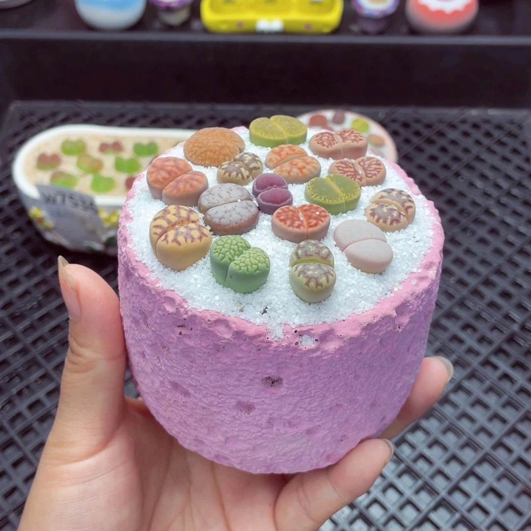 w7539 带盆土发货一物一拍