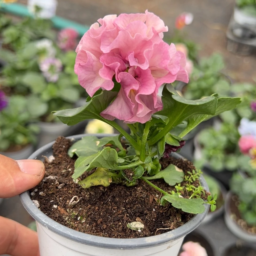 【闪购商品】完全开放100号1003苗小介意勿拍