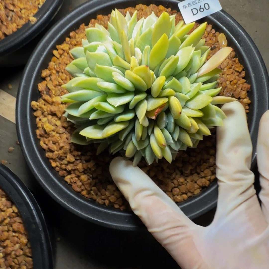 商****可d d d d d d d d d 60