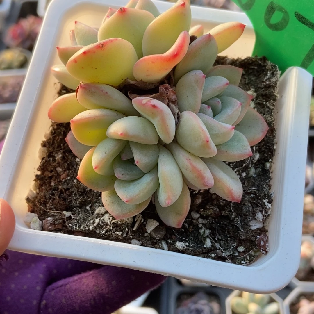 607泡芙多肉植物多肉